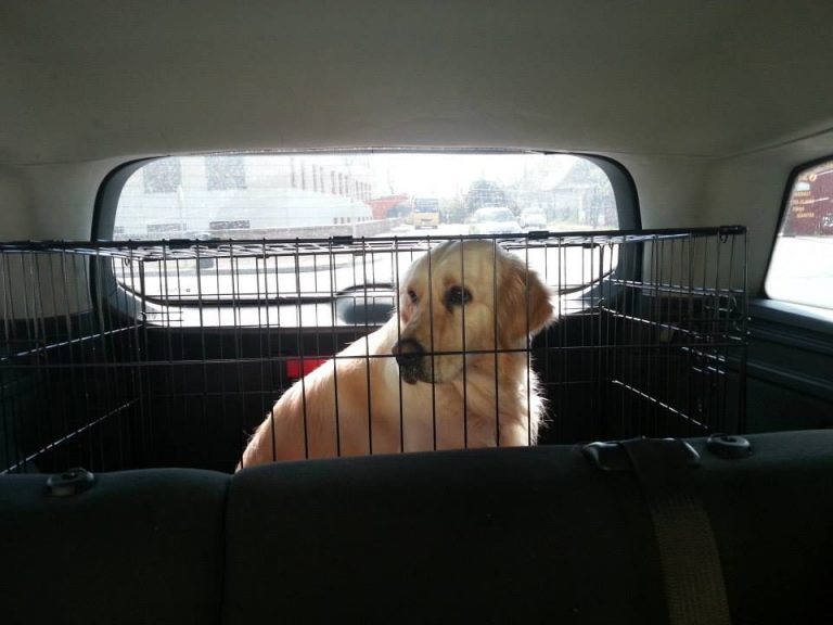 taxi (1)
